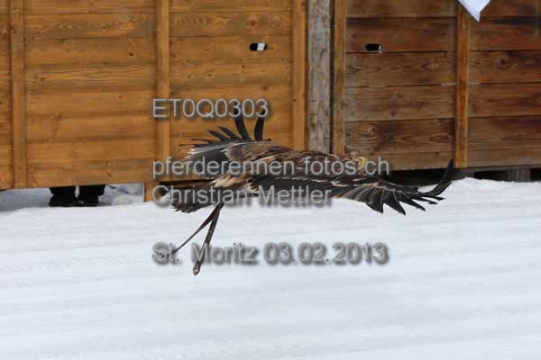 ET0Q0303 prot